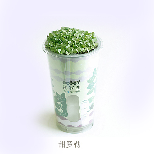 ECOEY乐活吸水式DIY蔬菜小盆栽--甜罗勒