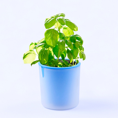 ECOEY活性碳有氧桌面DIY植栽--甜罗勒