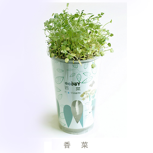 ECOEY乐活吸水式DIY蔬菜小盆栽--香菜