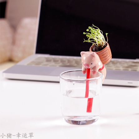 ECOEY渴渴吸里DIY桌面小植栽---小猪（三叶草）