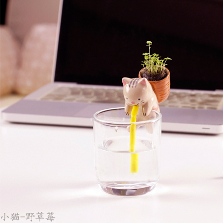 ECOEY渴渴吸里DIY桌面小植栽---小猫（野草莓）