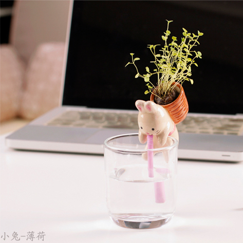 ECOEY渴渴吸里DIY桌面小植栽---小兔（薄荷）