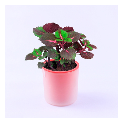 ECOEY活性碳有氧桌面DIY植栽--彩叶草