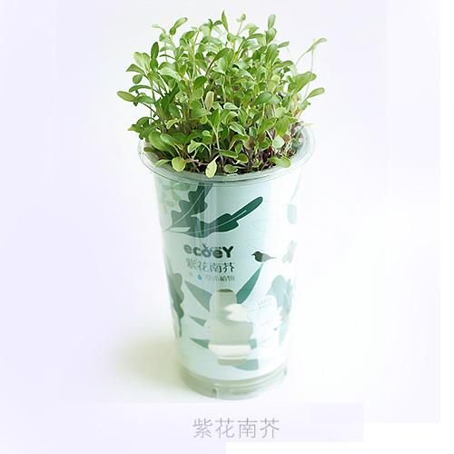ECOEY乐活吸水式DIY蔬菜小盆栽--紫花南芥