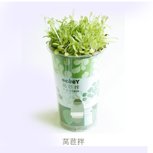 ECOEY乐活吸水式DIY蔬菜小盆栽--莴苣拌