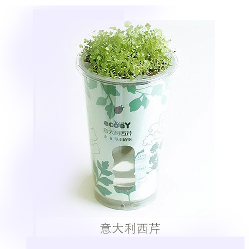 ECOEY乐活吸水式DIY蔬菜小盆栽---意大利西芹