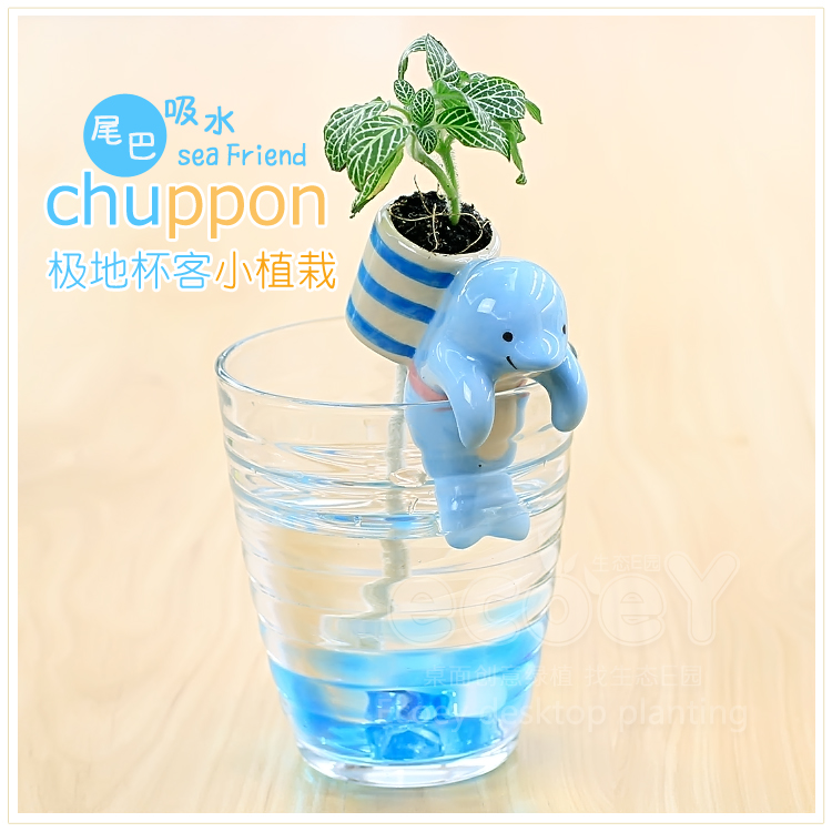 可爱极地杯客小动物植物盆栽 不含杯子--海豚（幸运草）
